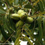 Carya illinoinensis Hardy Pecan