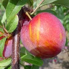 Plum Vampire Vampire Plum