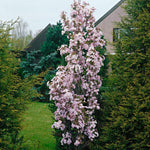 Malus Emerald Spire Jefgreen 23863 Emerald Spire Crabapple