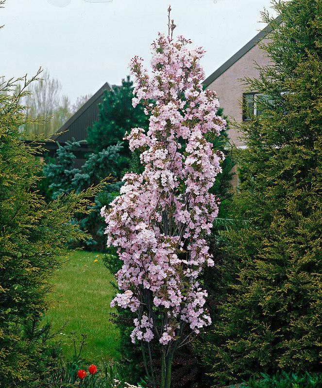 Malus Emerald Spire Jefgreen 23863 Emerald Spire Crabapple