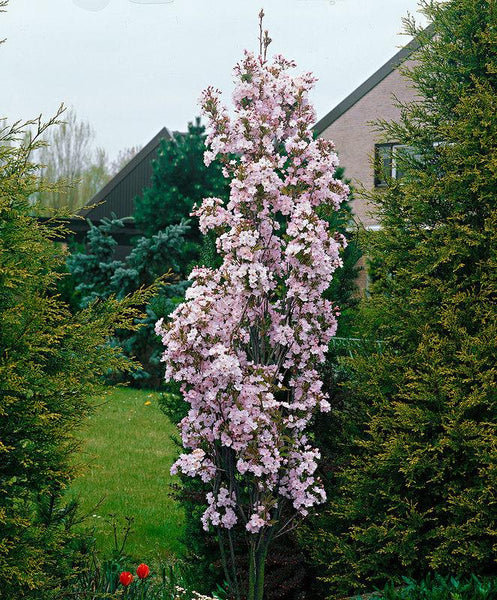 Emerald Spire® Crabapple – GardenTap