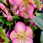 Helleborus x Ice n' Roses Rose PP28,297 Lenten Rose