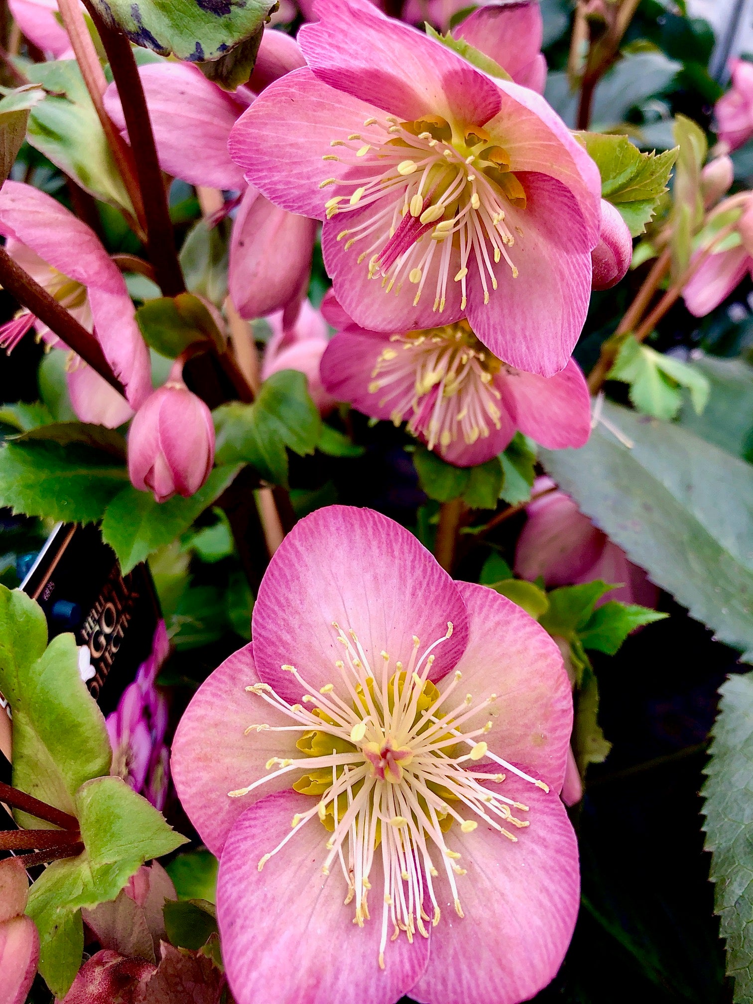 Helleborus x Ice n' Roses Rose PP28,297 Lenten Rose