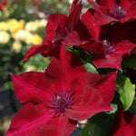 Clematis Nubia Evipo079 Nubia Clematis