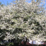 Malus Golden Raindrops Schmidtcutleaf PP14375 Golden Raindrops Crabapple