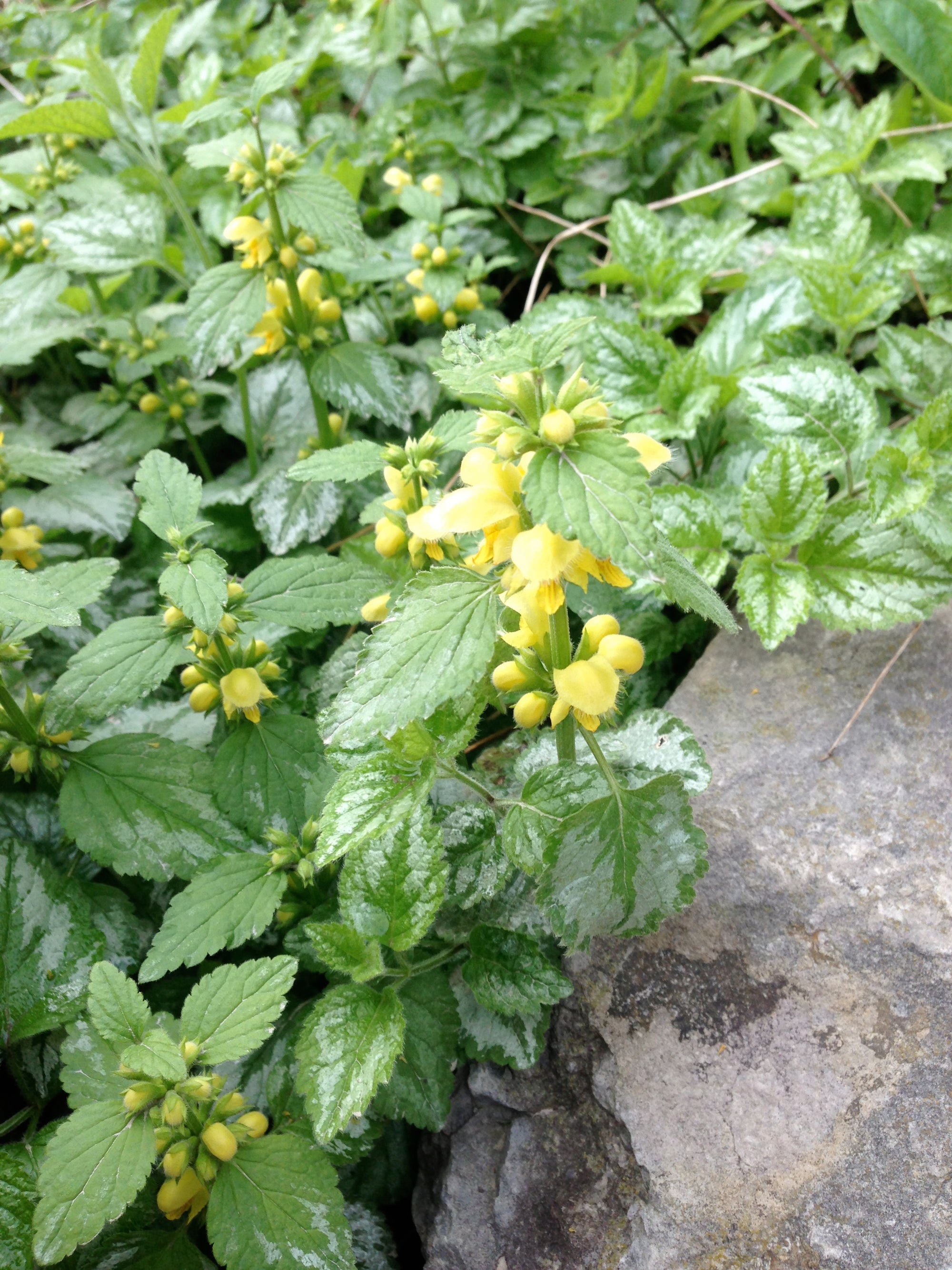 Lamiastrum galeobdolon Yellow Archangel