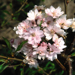 Prunus subhirtella Pendula Plena Rosea Double Weeping Cherry