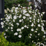 Hibiscus syriacus White Chiffon Notwoodtwo PP12612 White Chiffon Rose of Sharon