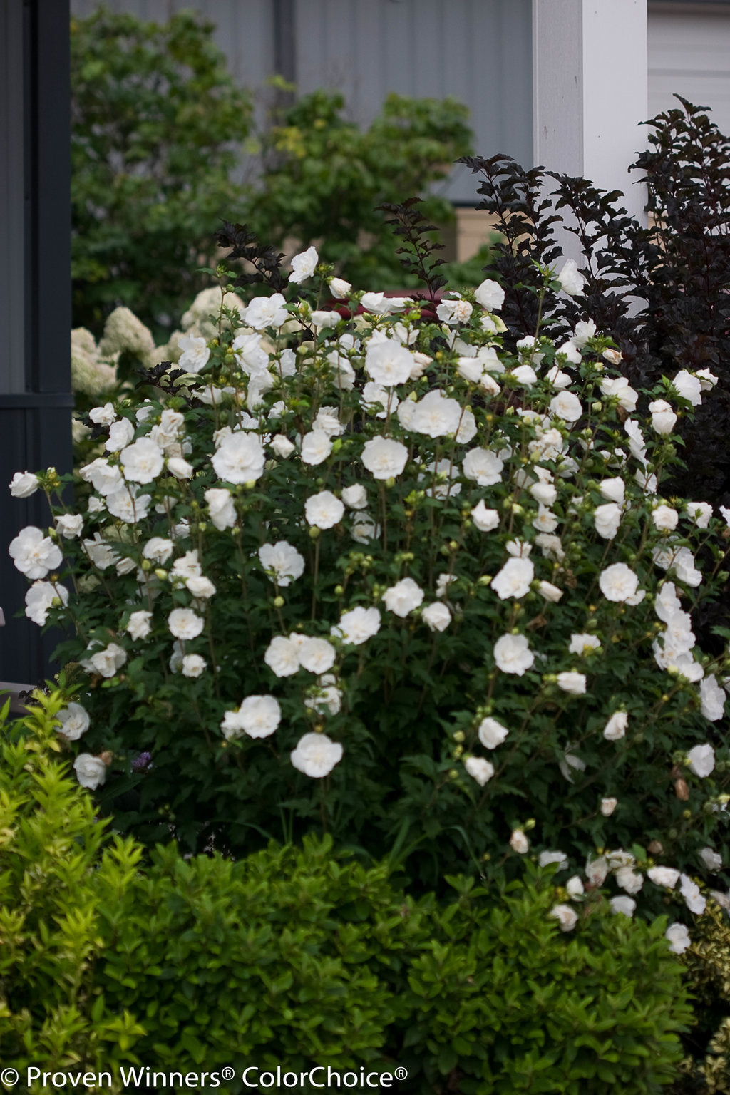 Hibiscus syriacus White Chiffon Notwoodtwo PP12612 White Chiffon Rose of Sharon