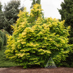 Metasequoia glyptostroboides Amber Glow WAH 08AG Amber Glow Dawn Redwood