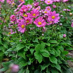 Anemone x hybrida Curtain Call Deep Rose PPAF PP30520 Curtain Call Deep Rose Japanese Anemone