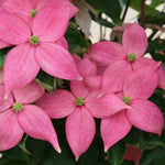 Cornus kousa Scarlet Fire Rutpink PP28311 Scarlet Fire Dogwood