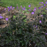 Geranium pratense Boom Chocolatta PP32025 Boom Chocolatta Geranium