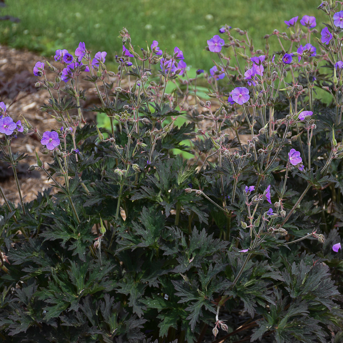 Geranium pratense Boom Chocolatta PP32025 Boom Chocolatta Geranium