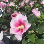 Hibiscus syriacus Paraplu Pink Ink Minsywhi07 PPAF,CBRAF Paraplu Pink Ink Rose of Sharon