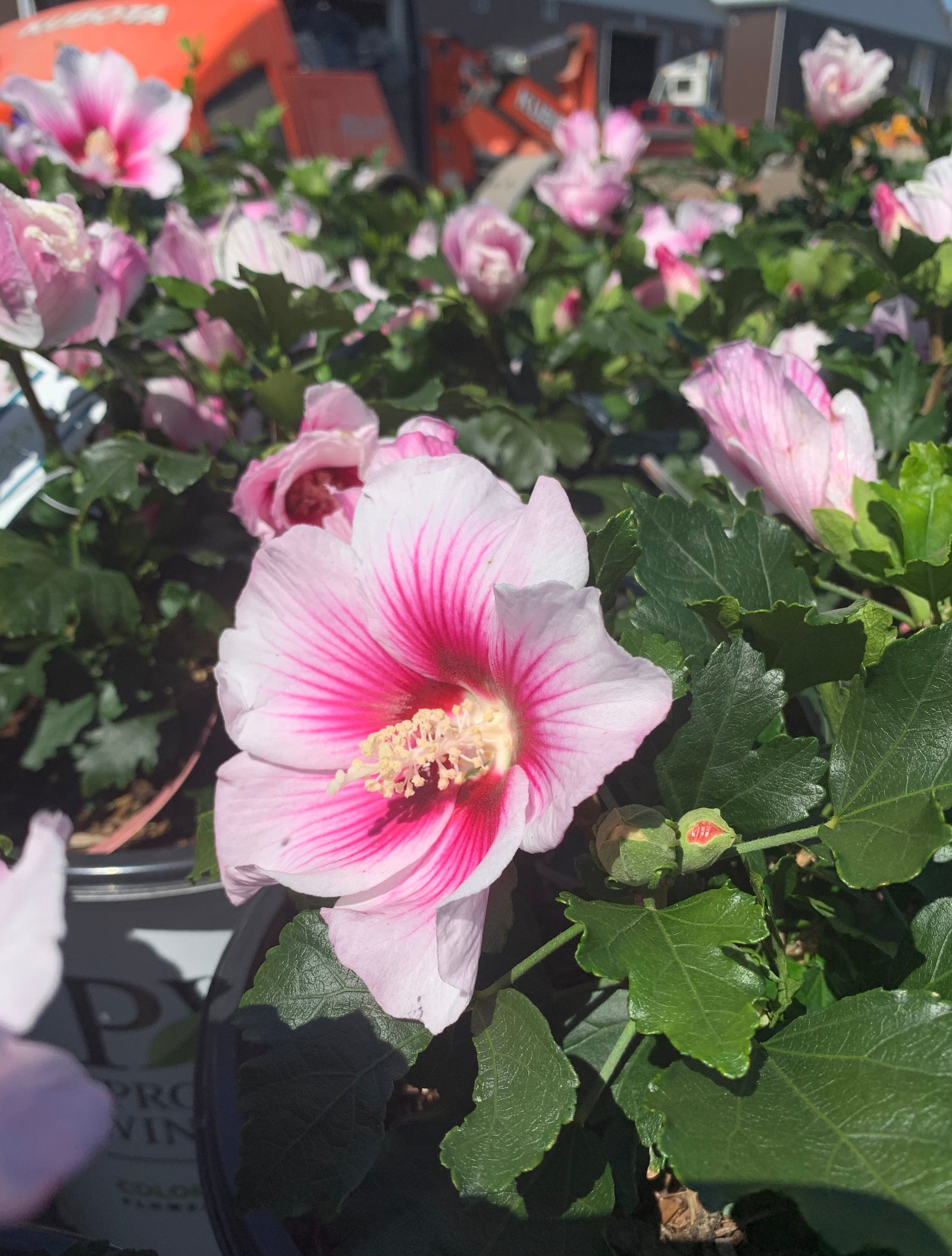 Hibiscus syriacus Paraplu Pink Ink Minsywhi07 PPAF,CBRAF Paraplu Pink Ink Rose of Sharon