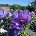 Hibiscus syriacus Paraplu Violet Minsybv3s01 PPAF,CBRAF Paraplu Violet Rose of Sharon