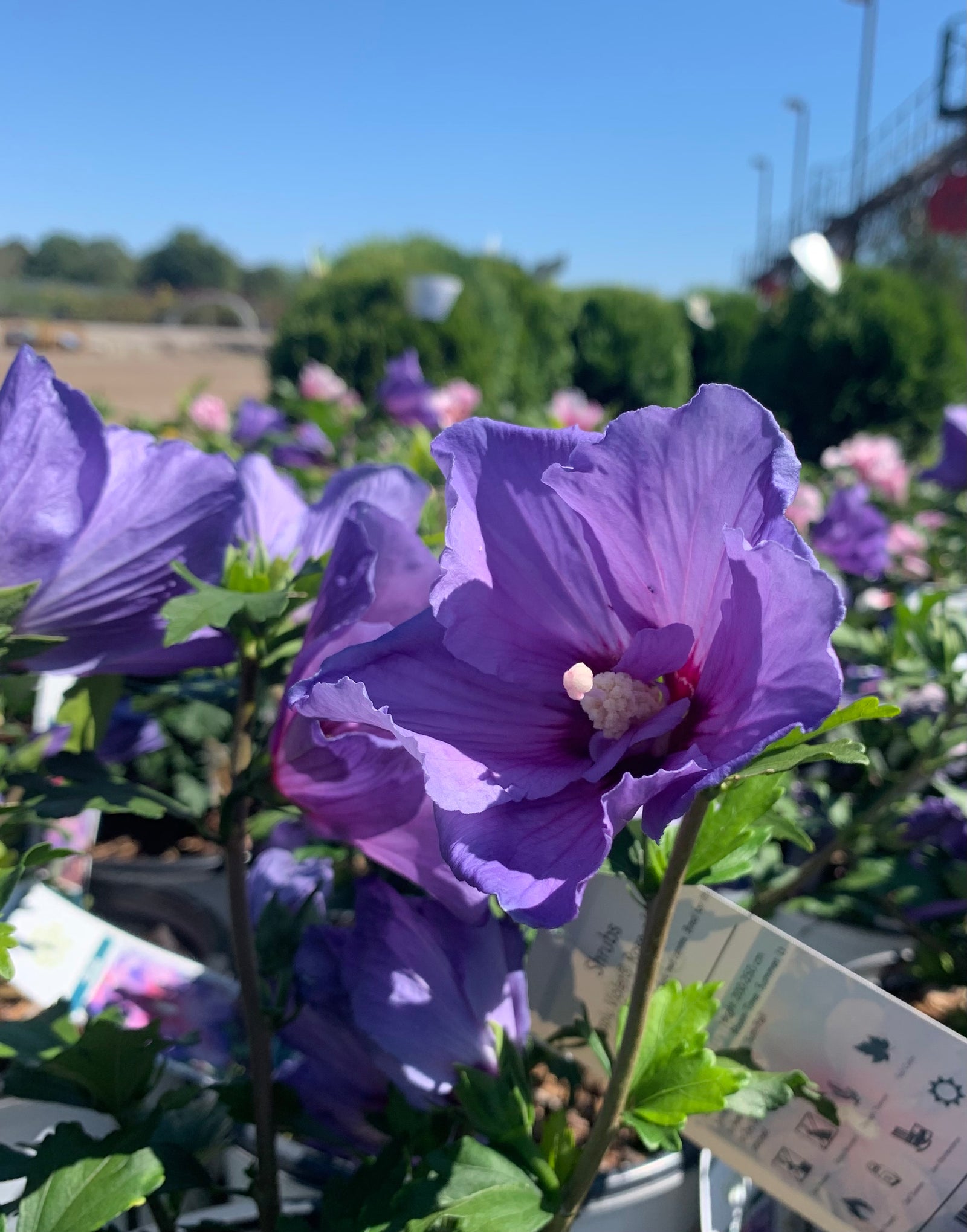 Hibiscus syriacus Paraplu Violet Minsybv3s01 PPAF,CBRAF Paraplu Violet Rose of Sharon