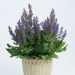 Salvia nemorosa April Night PP26520 Meadow Sage
