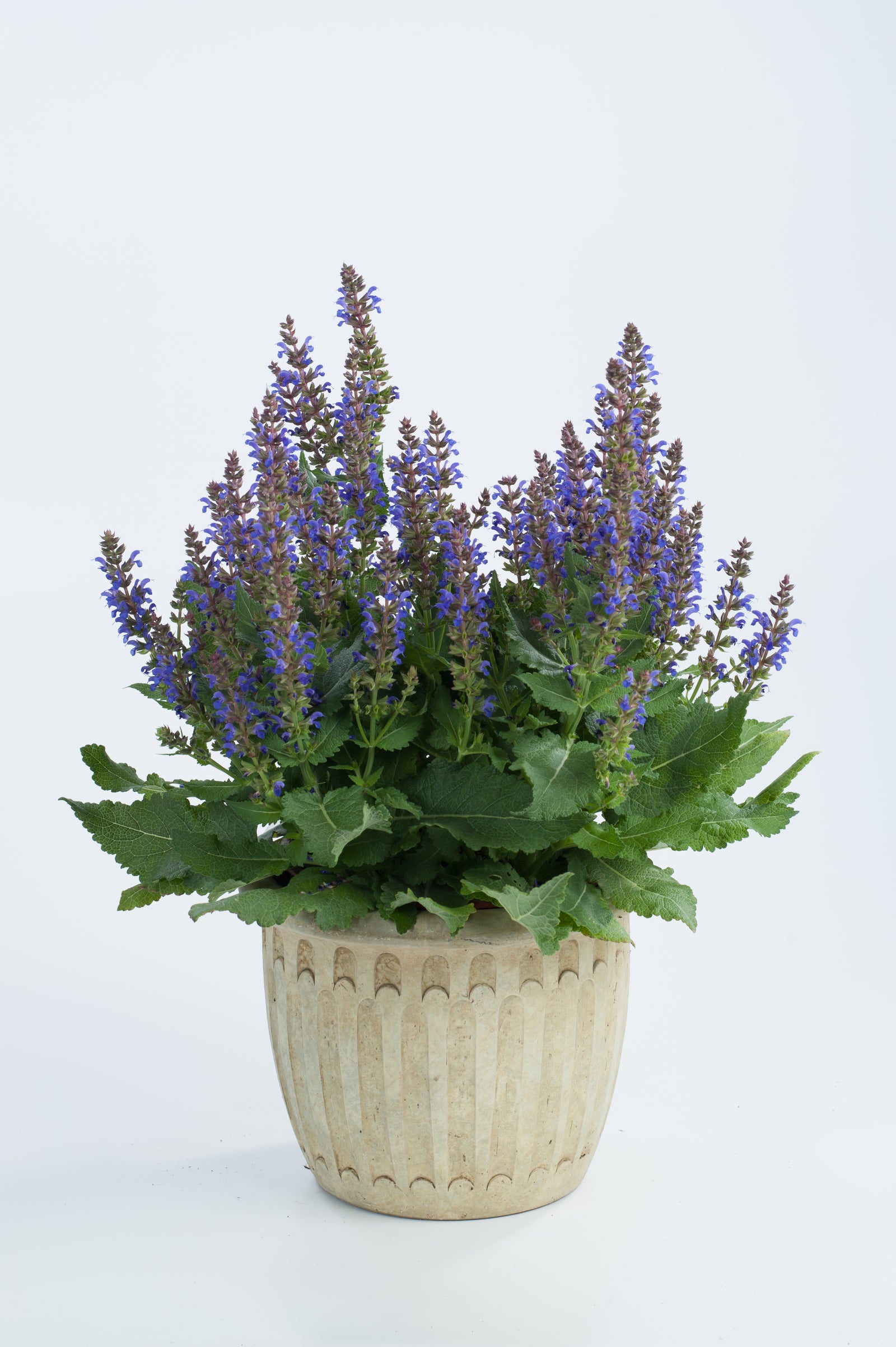 Salvia nemorosa April Night PP26520 Meadow Sage