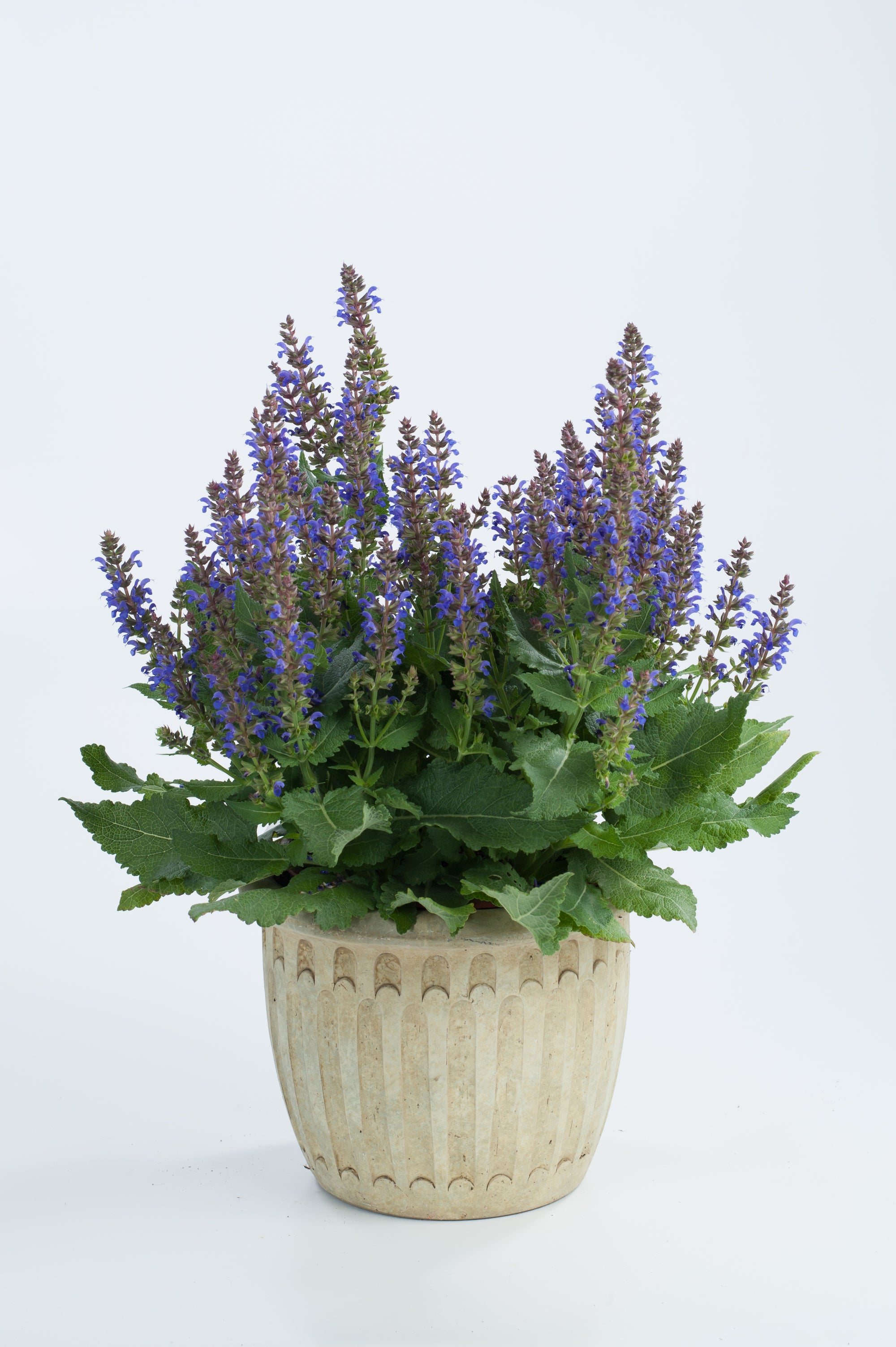 Salvia nemorosa April Night PP26520 Meadow Sage