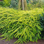 Lonicera nitida Thunderbolt Golden Glow PP26598 Thunderbolt Honeysuckle