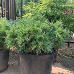 Pinus strobus Green Twist Green Twist White Pine
