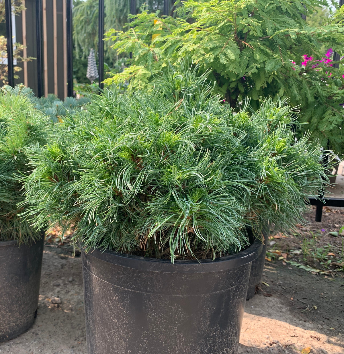 Pinus strobus Green Twist Green Twist White Pine