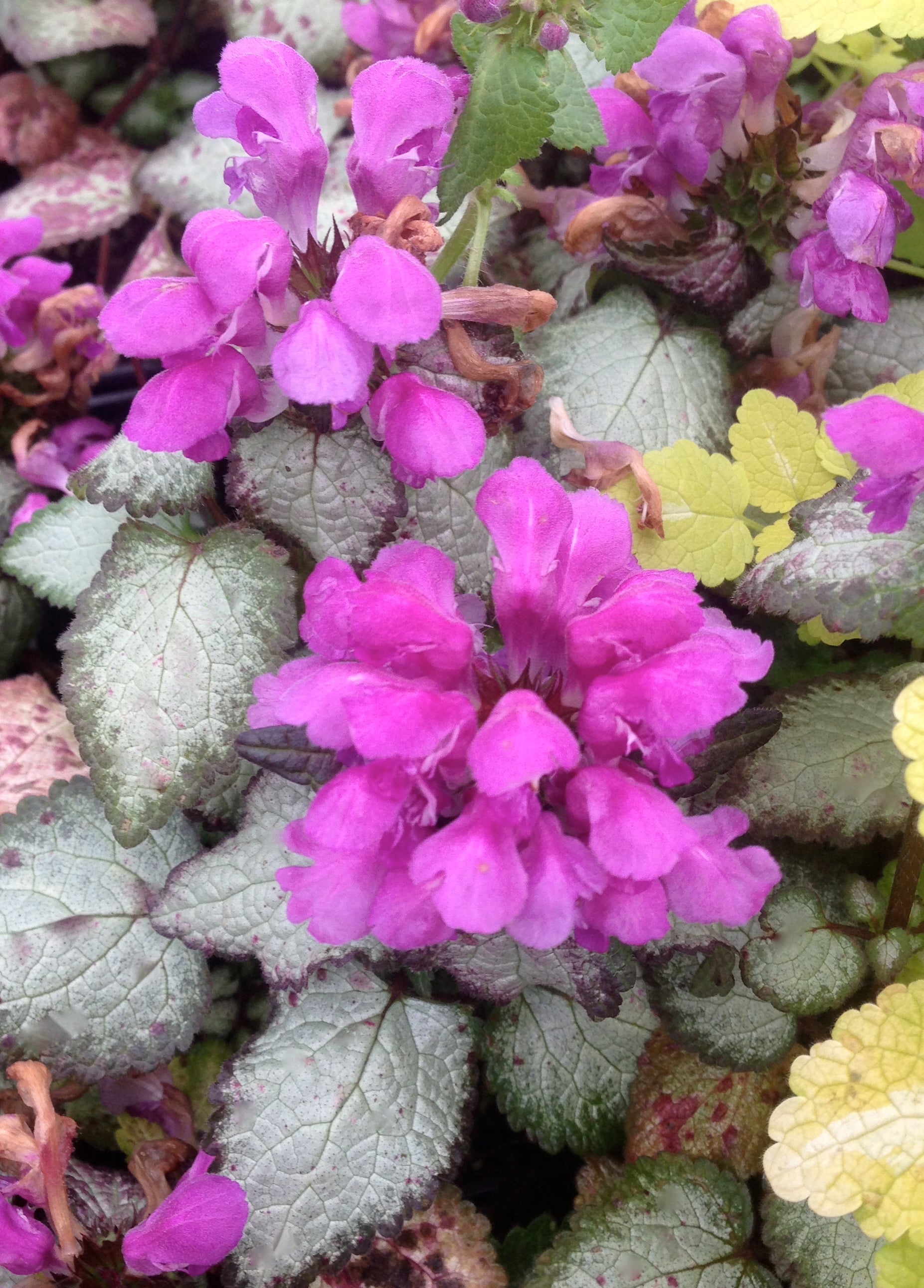 Lamium maculatum Beacon Silver Spotted Deadnettle
