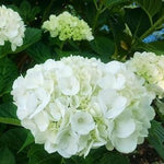 Hydrangea macrophylla Everlasting Bride Hortmabrid PP25579 Everlasting Bride Hydrangea