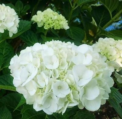 Hydrangea macrophylla Everlasting Bride Hortmabrid PP25579 Everlasting Bride Hydrangea