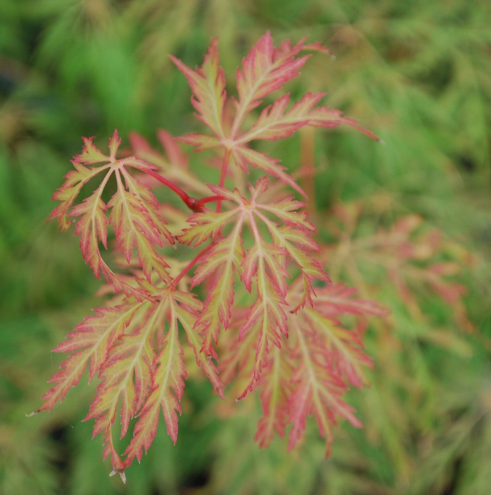 Acer palmatum dissectum Lemon Lime Lace Lemon Lime Lace Japanese Maple