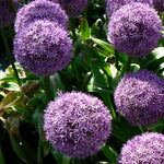 Allium giganteum Globemaster Ornamental Onion