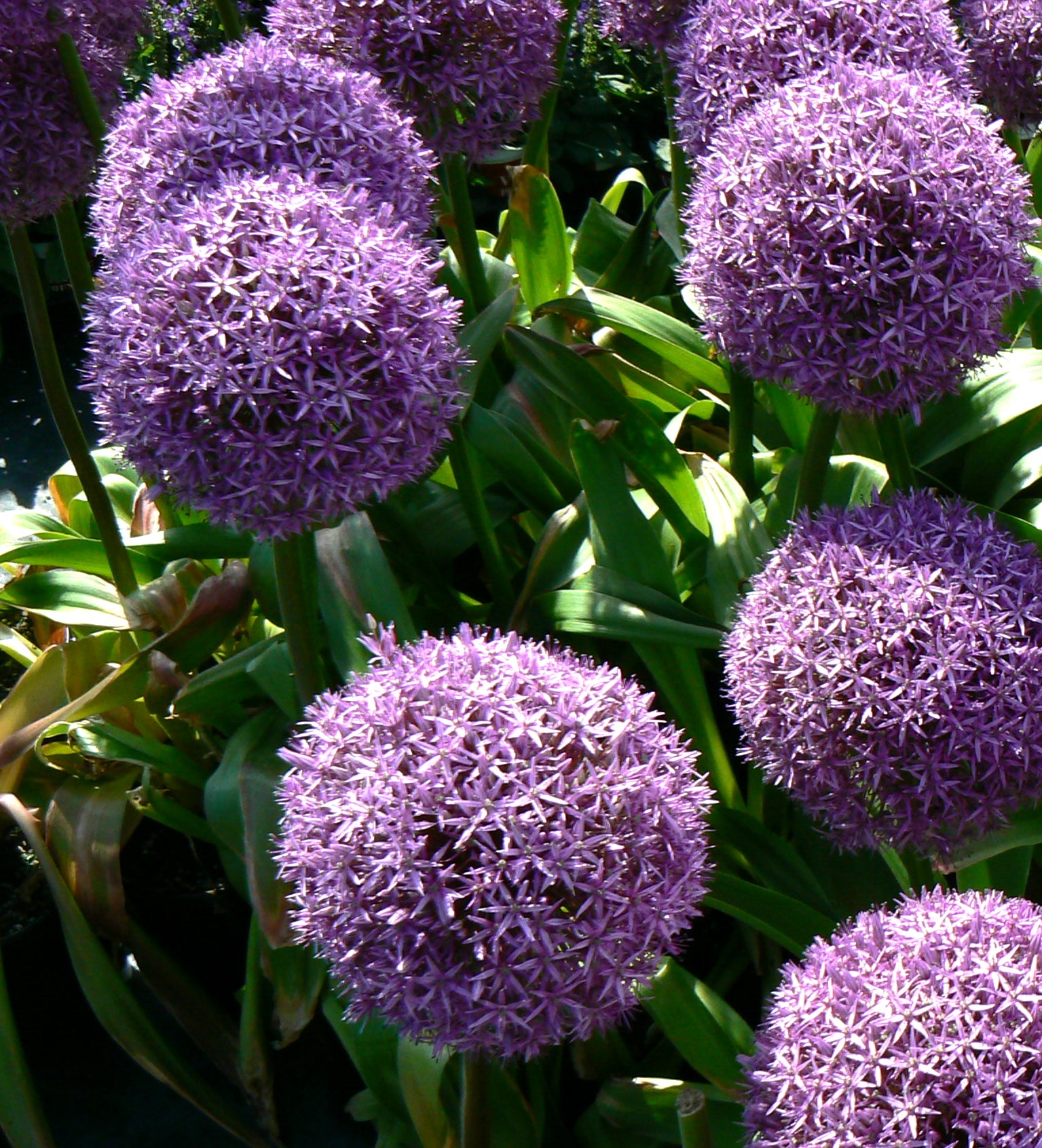 Allium giganteum Globemaster Ornamental Onion