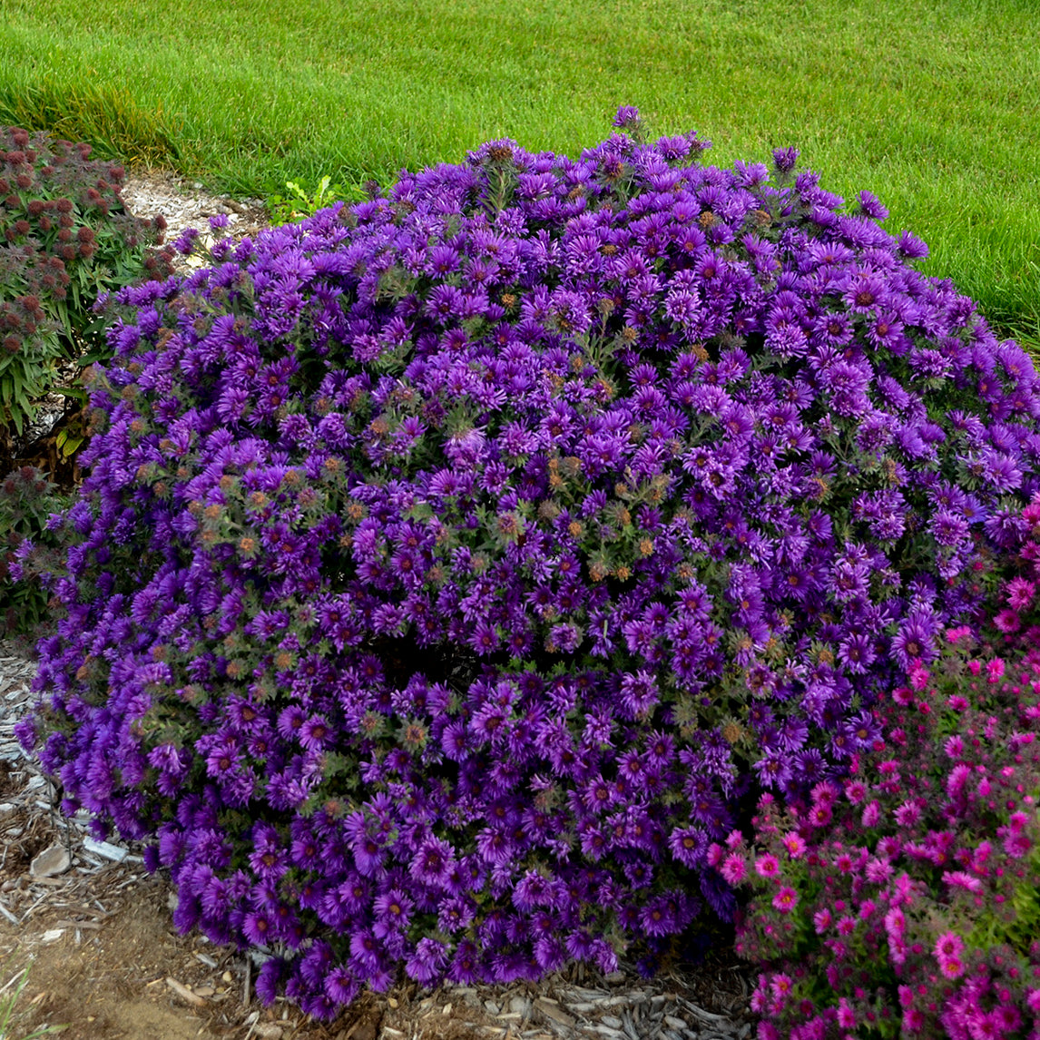 Aster novae angliae Grape Crush PP33612 Grape Crush New England Aster