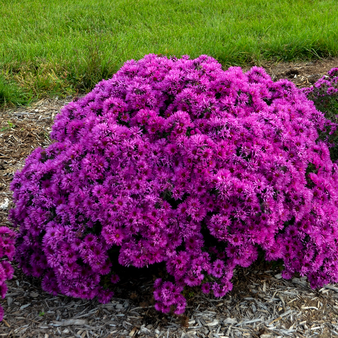 Aster novae angliae Pink Crush PP33628 Pink Crush New England Aster
