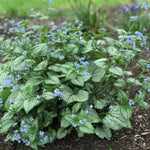 Brunnera macrophylla Sea Heart PP24684 Siberian Bugloss