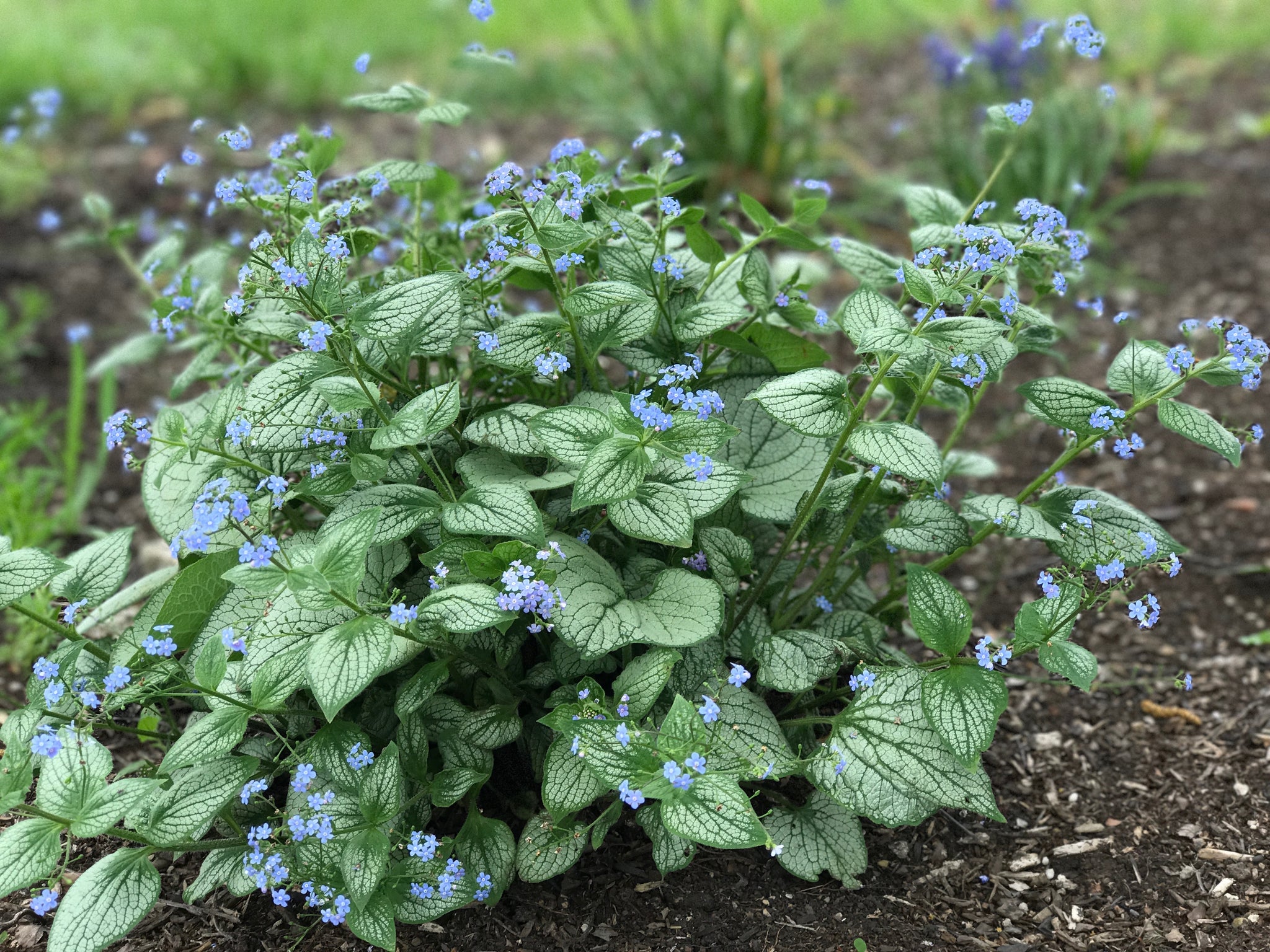 Brunnera macrophylla Sea Heart PP24684 Siberian Bugloss