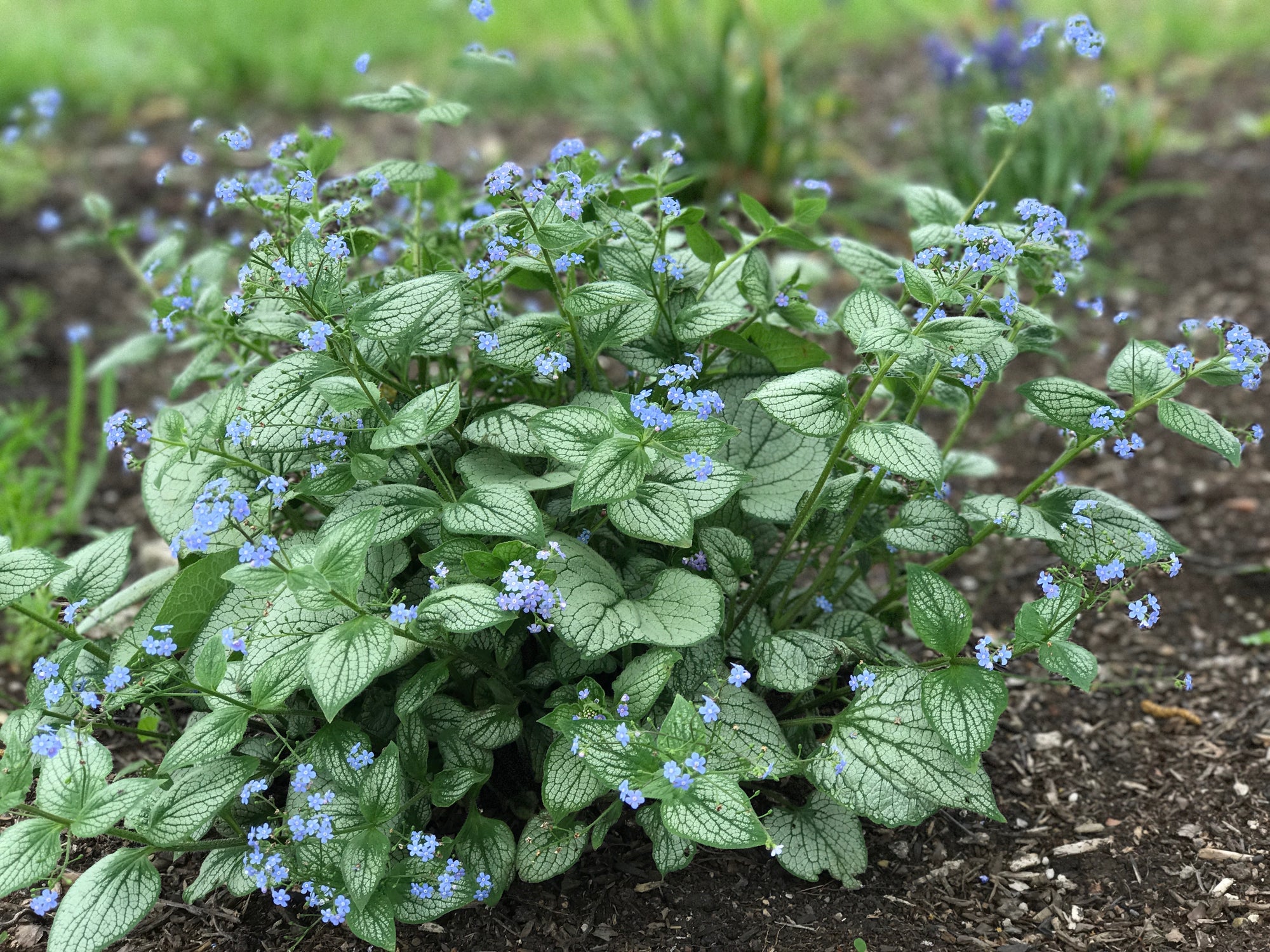 Brunnera macrophylla Sea Heart PP24684 Sea Heart Siberian Bugloss