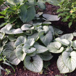 Brunnera macrophylla Silver Heart PP24685 Siberian Bugloss