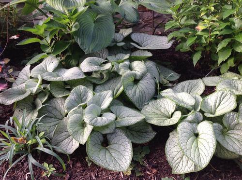 Brunnera macrophylla Silver Heart PP24685 Siberian Bugloss