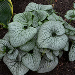 Brunnera macrophylla Sterling Silver PP31280 Sterling Silver Siberian Bugloss
