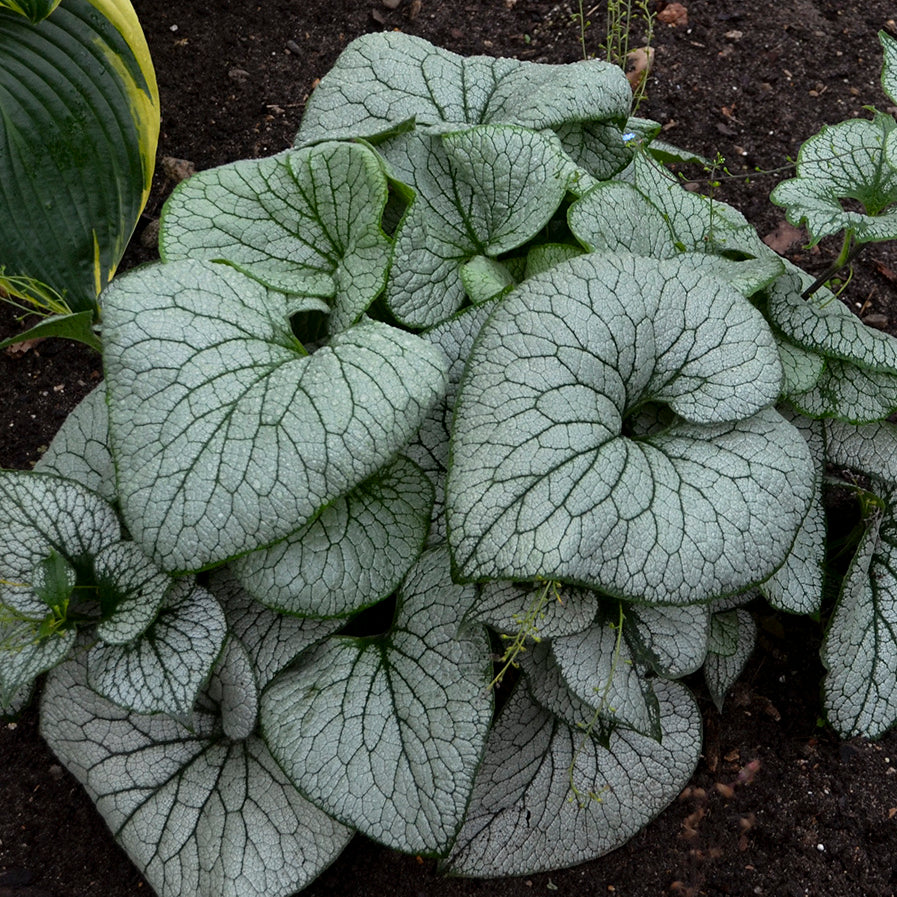 Brunnera macrophylla Sterling Silver PP31280 Sterling Silver Siberian Bugloss