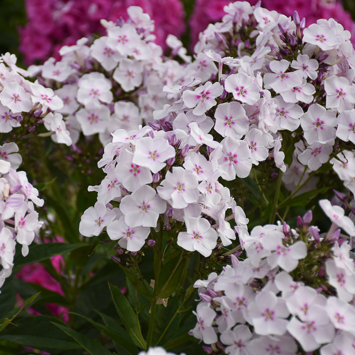 Phlox paniculata Party Girl PP32324 Tall Garden Phlox