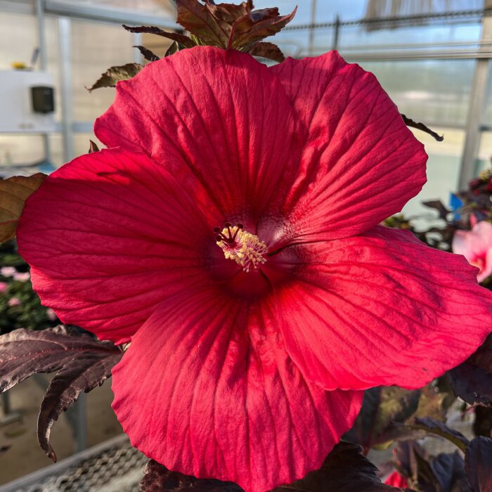 Hibiscus x Moonshadow Carmine Moonshadow Carmine Rose Mallow