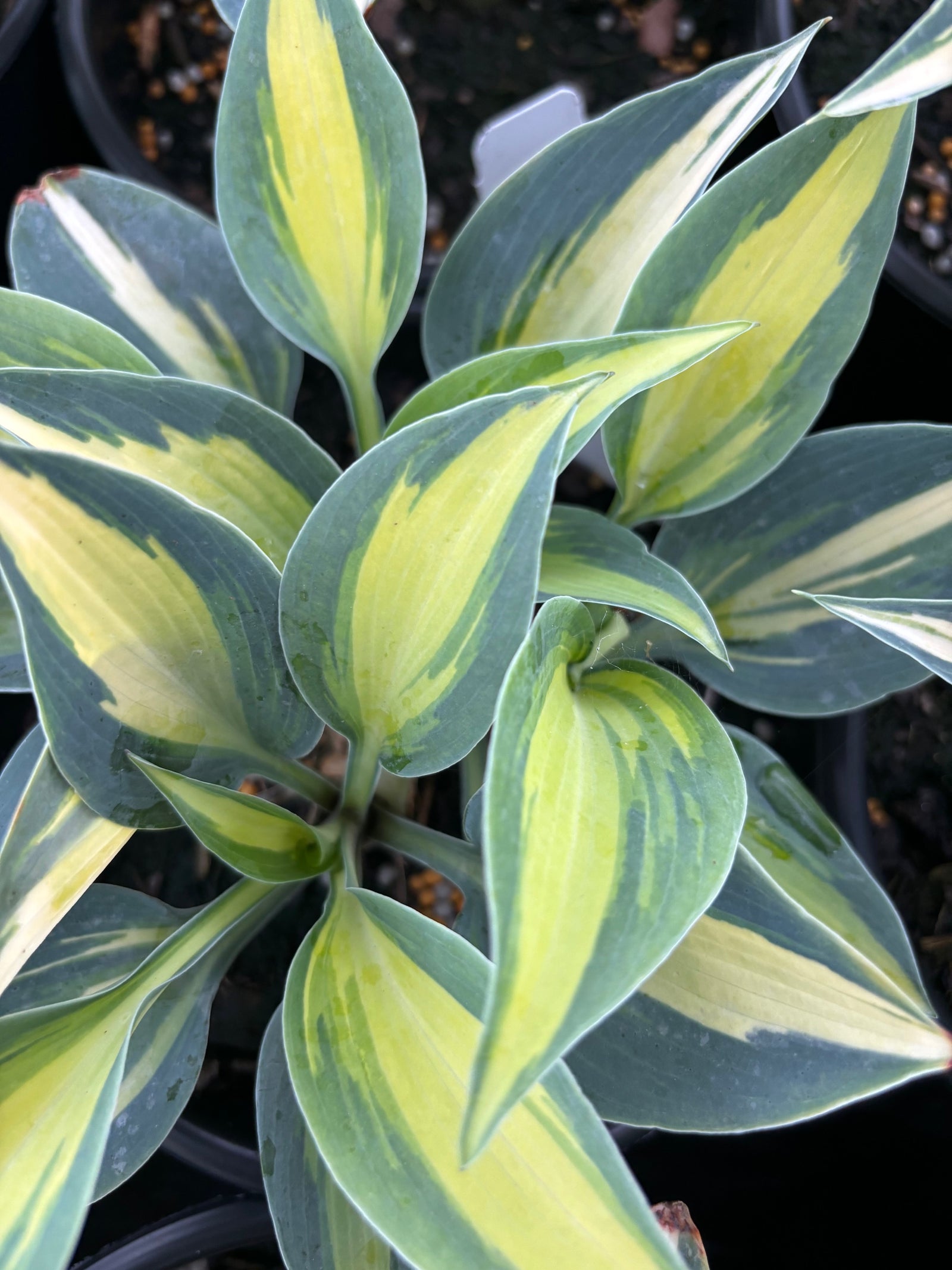 Hosta Catherine Plantain Lily