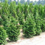 Chamaecyparis obtusa Well's Special Hinoki Falsecypress