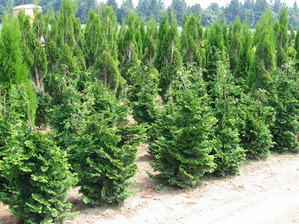 Chamaecyparis obtusa Well's Special Hinoki Falsecypress