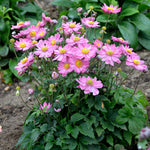 Anemone x hybrida Curtain Call Pink PP30739 Curtain Call Pink Japanese Anemone