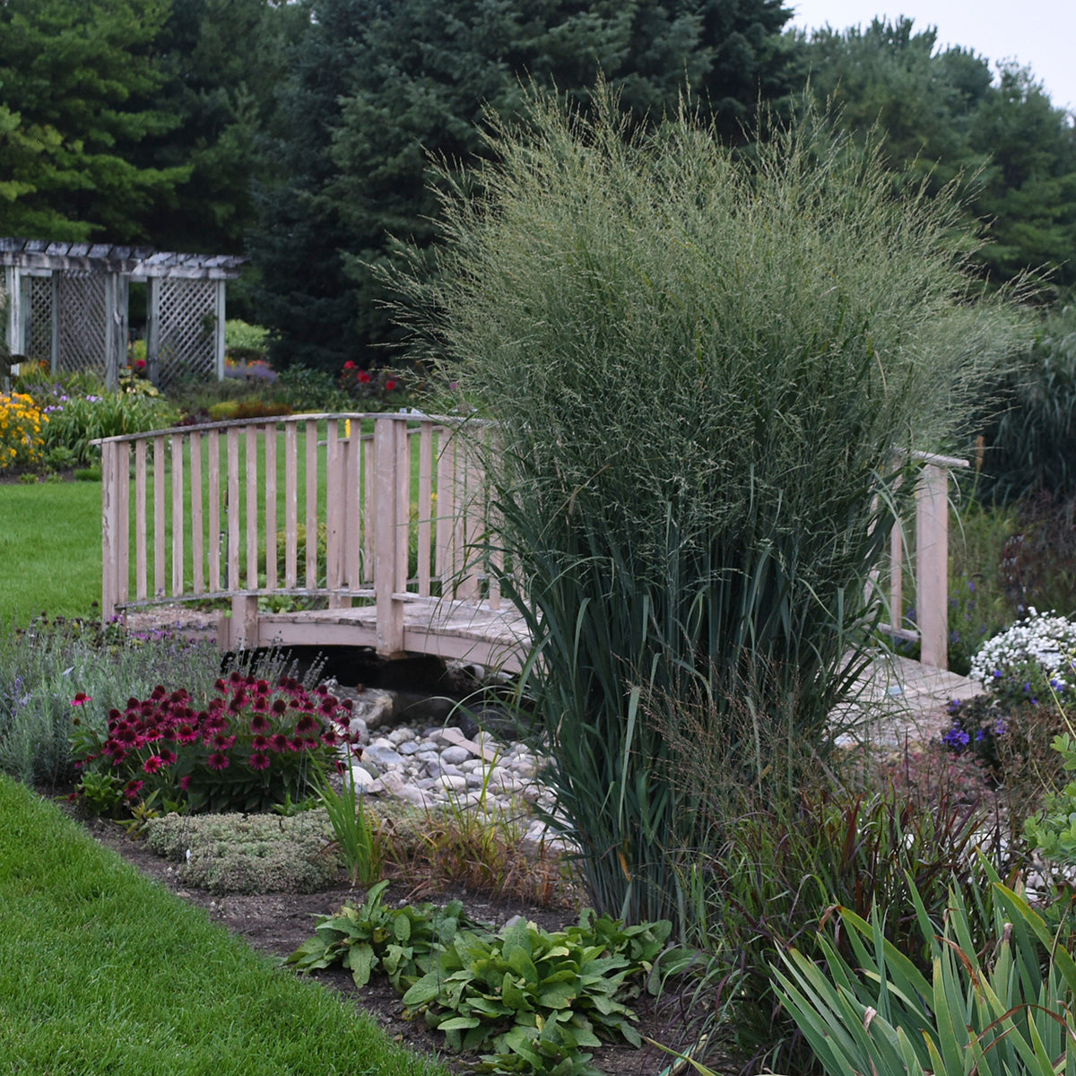 Panicum virgatum Totem Pole PP29951, CPBRAF Totem Pole Switch Grass